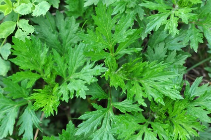 Artemisia-vulgare-fotolia-com