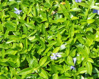 Petite pervenche - Plante médicinale