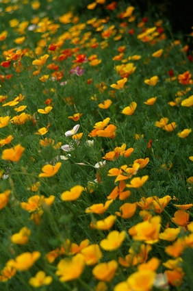 Pavot de Californie - Eschscholzia californica