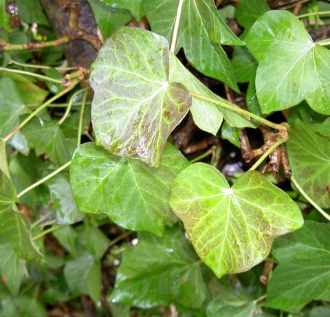 Lierre - Hedera helix L.