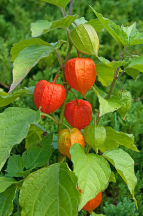Physalis - Physalis alkekengi