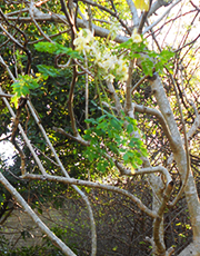 Moringa