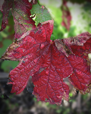 Vigne rouge - Plante médicinale