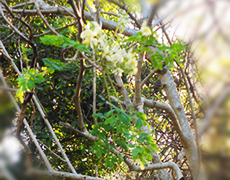 Moringa - Plante Médicinale