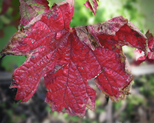 Vigne rouge