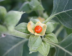 Ashwagandha - Plante médicinale