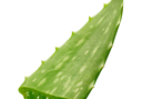 aloé plante remboursée par le Brésil