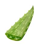 aloé phytothérapie