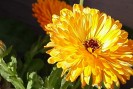 Calendula contre l'enrouement