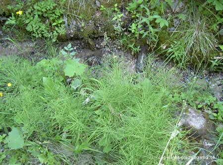 Prêle - Equisetum arvense