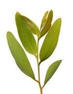 Eucalyptus