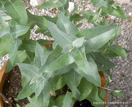 Eucalyptus - Eucalyptus globulus Labill.