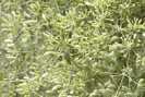 Fenouil phytothérapie mal de ventre