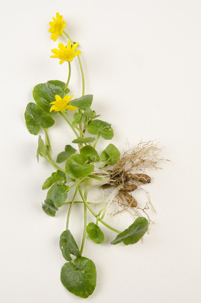 Ficaire - Ranunculus ficaria