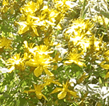 Millepertuis