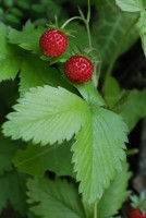 fraise - décoction de fraisier