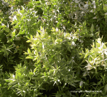 Fragon épineux - Ruscus aculeatus