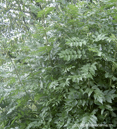 Frêne - Fraxinus exelsior