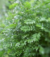 Frêne - Plantes pour maigrir