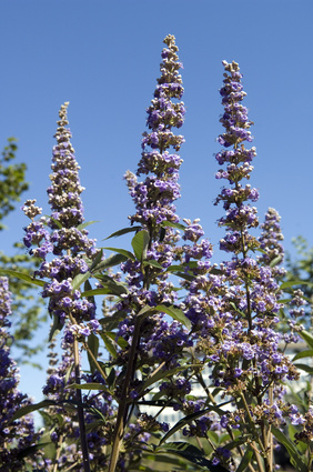 Gattilier - Vitex agnus castus