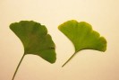 Ginkgo - plante médicinale Japon