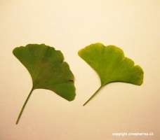 Ginkgo - Pour lutter contre les pertes de mémoires