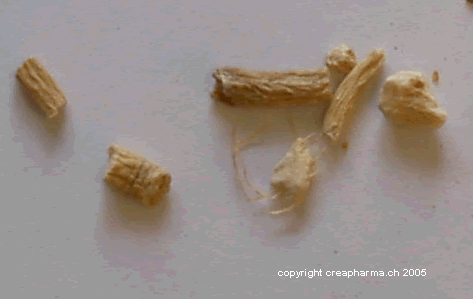 Ginseng - Panax ginseng