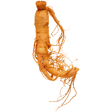 Ginseng - stimulant, tonique
