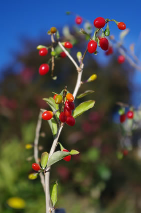 Goji - Lycium chinense