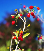 Goji