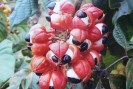 Guarana contre la fatigue
