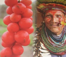 Guarana - contre la fatigue
