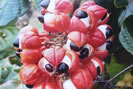 Guarana - Plante médicinale