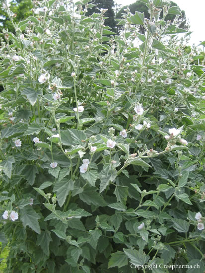 Guimauve - Althaea officinalis