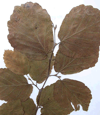 Hamamélis - Plante médicinale