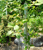 Hamamelis