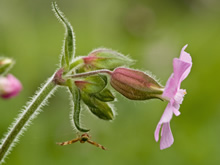 Géranium Robert - Plante médicinale