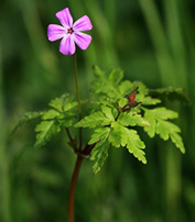 Géranium Robert - Herbe à Robert