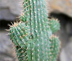 Hoodia - Plante médicinale