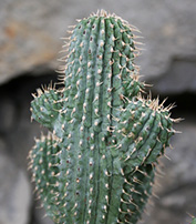 Hoodia