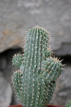 Hoodia - Hoodia gordonii (Masson)