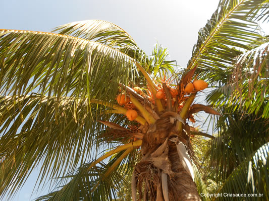 Huile de coco - Coco - Cocos nucifera