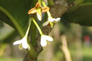 Jasmin - Plante Médicinale