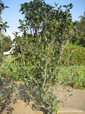 Jasmin - Jasminum officinale