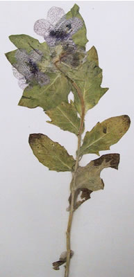 Jusquiame - Hyoscyamus niger