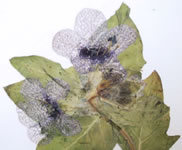 Jusquiame - Plante Médicinale