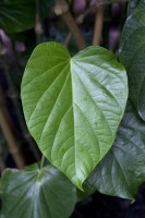 Kawa - Piper methysticum G. Forst