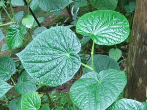 Kawa, Kava