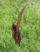 Konjac - Plante Médicinale