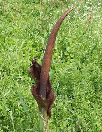 Konjac - Amorphophallus konjac